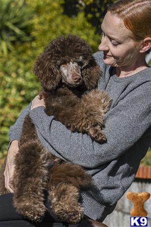 Golden State Good Dogs Picture 2